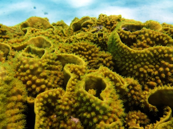 sea underwater coral