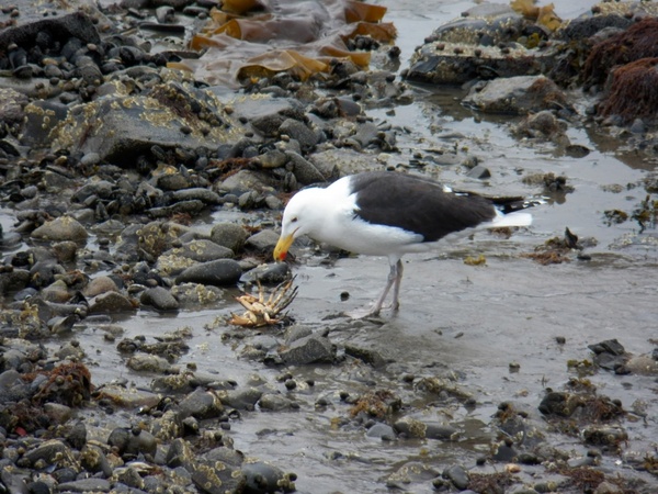 seagull and crab