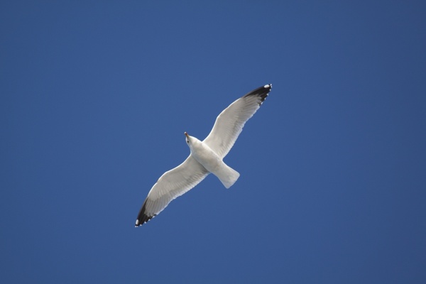 seagull aridae plover-like