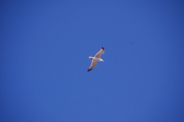 seagull bird flight