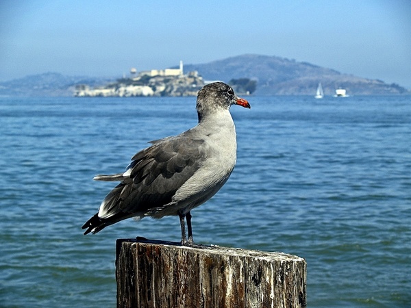 seagull bird nature