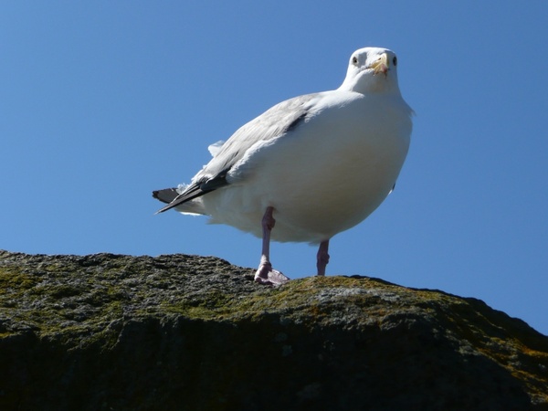 seagull bird pacific