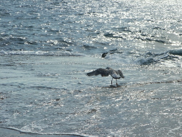 seagull bird sea gull