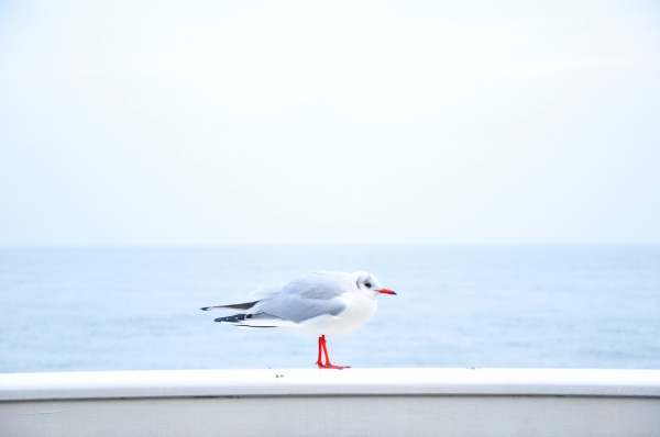 seagull bird standing on a seawall against soft blue water background