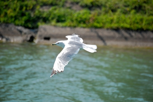 seagull fly bird