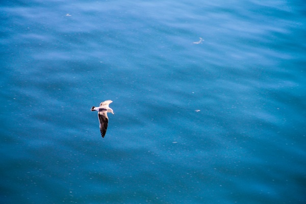 seagull flying over still blue ocean