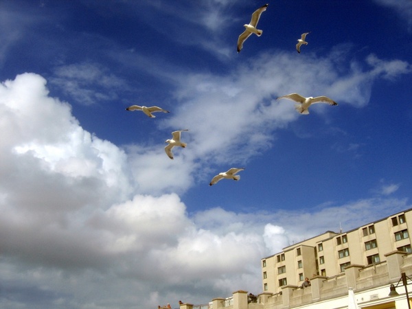 seagull gulls blue