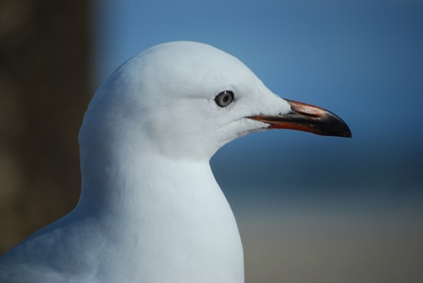 seagull head