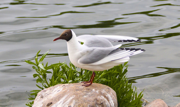 seagull in a lake in denmark