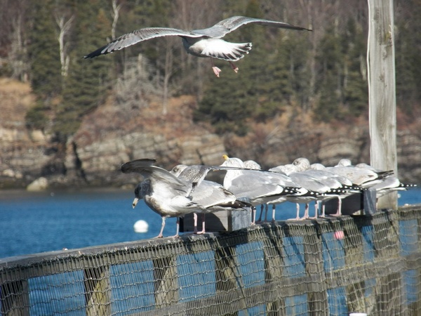 seagull in air