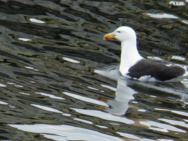 seagull in water