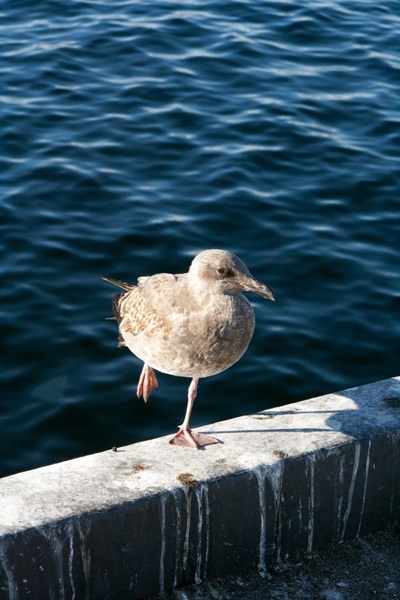 seagull on one leg water