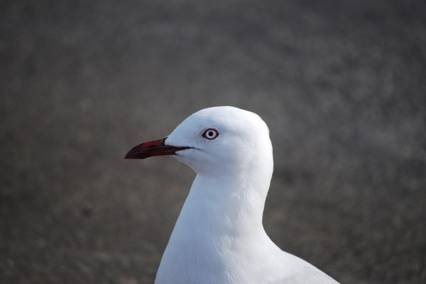 seagull posing