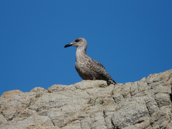 seagull rock animal