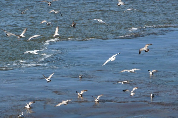 seagull swarm ocean