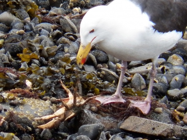 seagull vs crab