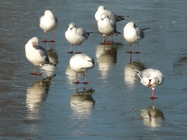 seagull winter ice