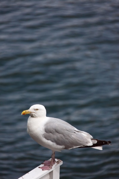 seagull with copyspace