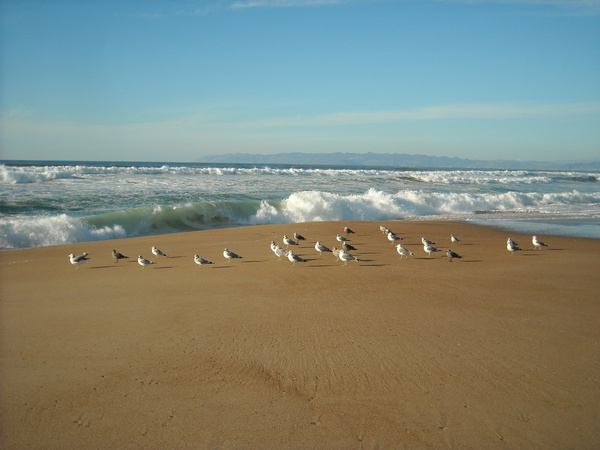 seagulls at guadalope dunes 