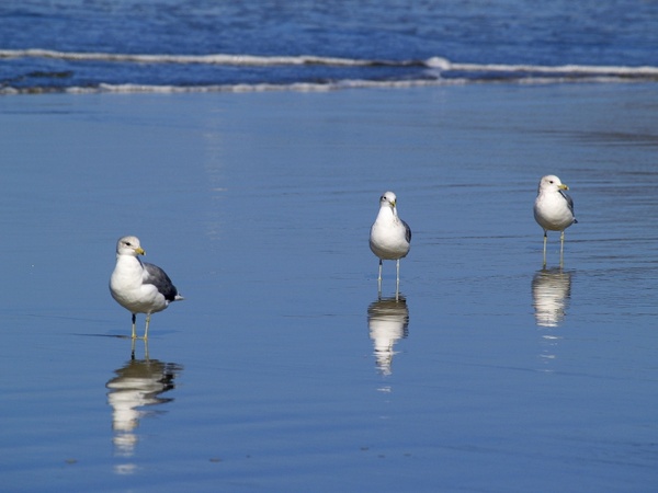 seagulls beach water
