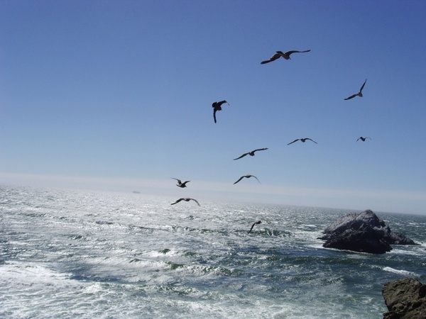 seagulls flying over ocean