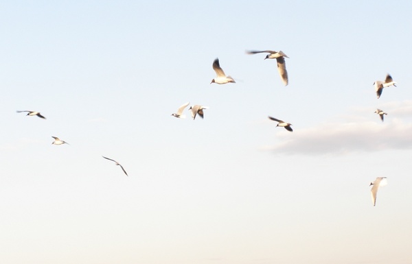seagulls flying spring