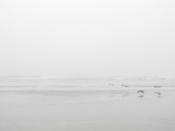 seagulls on a misty beach