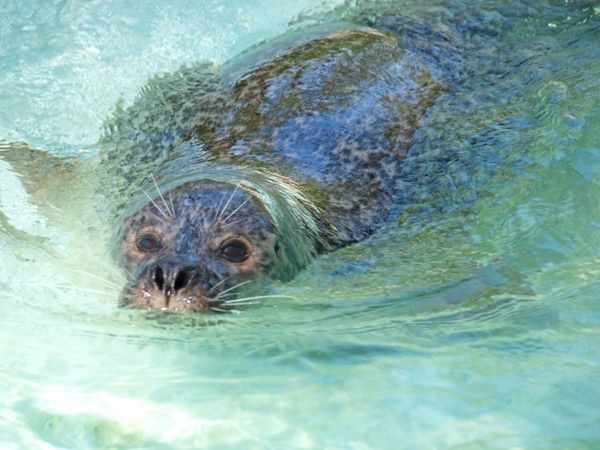 seal seals north sea