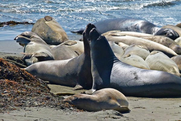 seals animals pacific