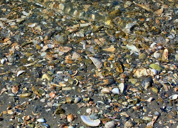 seashells beach texture