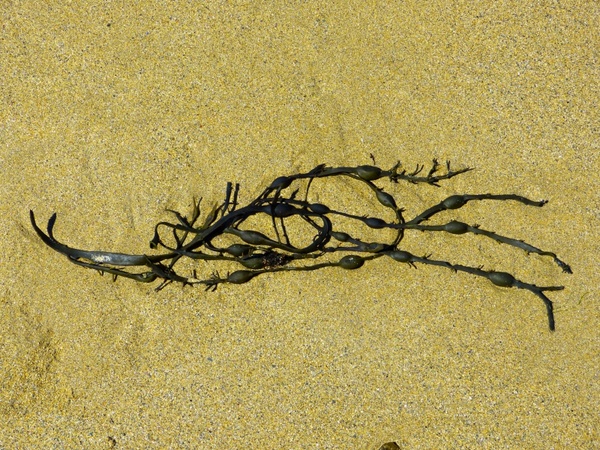 seaweed bladder kelp algae 