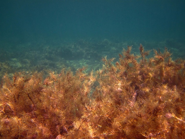 seaweed in sea
