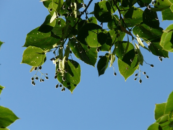 seeds linde tree