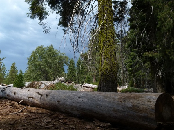 sequoia national park california usa 