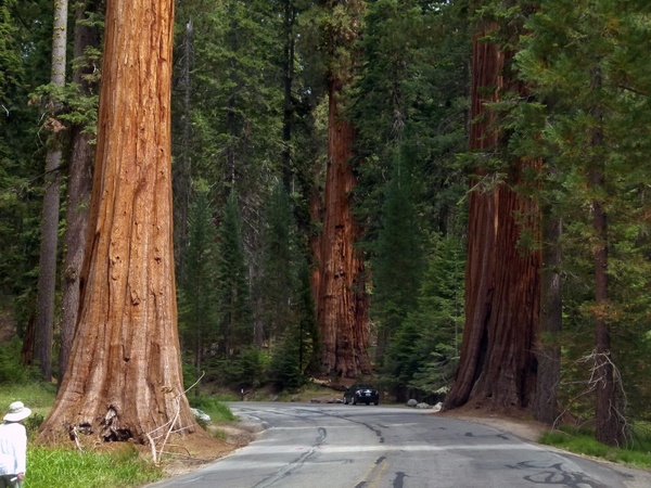 sequoia trees mammutbaum california