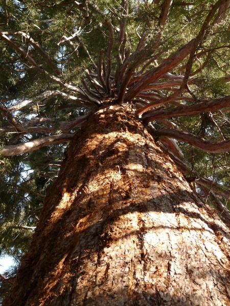 sequoia trunk bark