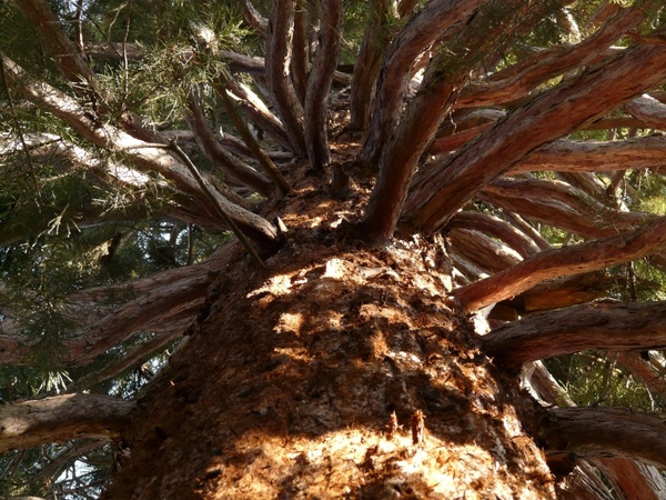sequoia trunk bark