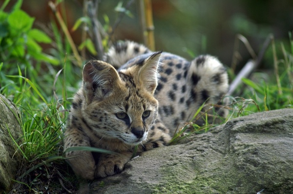 serval small cat wildcat
