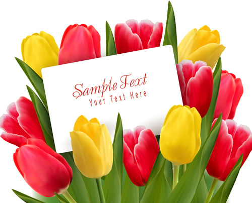 set of color tulips cards design vector