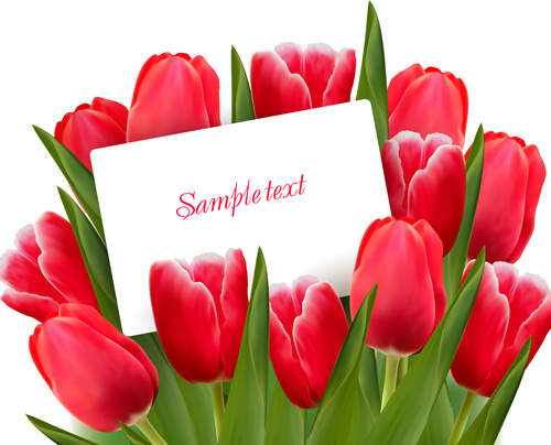 set of color tulips cards design vector