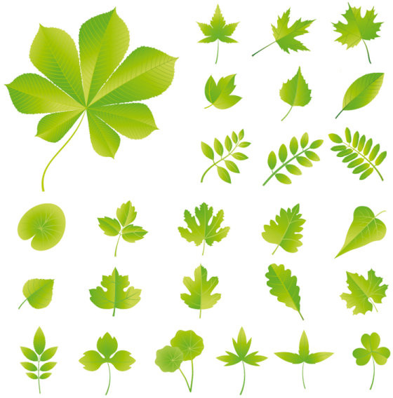 set of exquisite leaves vector graphics part