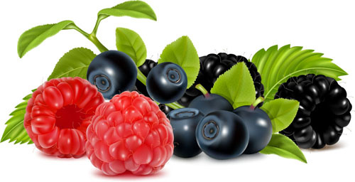 set of fresh berries vector