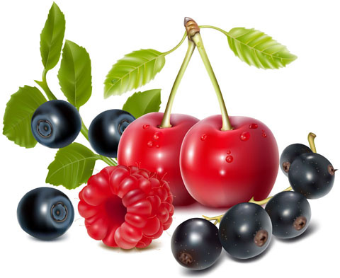set of fresh berries vector
