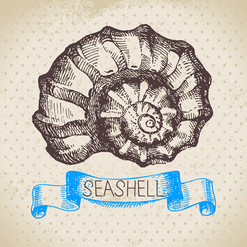 set of seashell hand drawn vectors