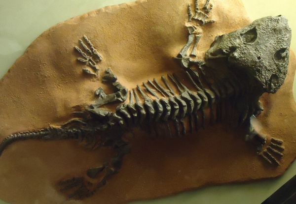Fossil paleontology free stock photos download (89 Free stock photos ...