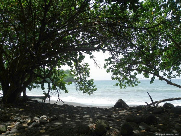 shaded beach