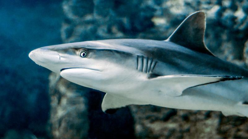 shark picture backdrop elegant closeup 