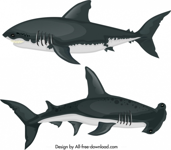 shark species icons colored cartoon sketch