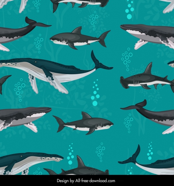 sharks whales pattern swimming species sketch