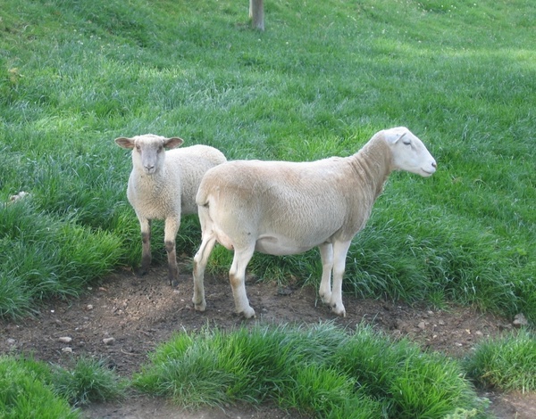 sheep animals grass
